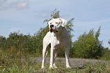DOGUE ARGENTIN 013